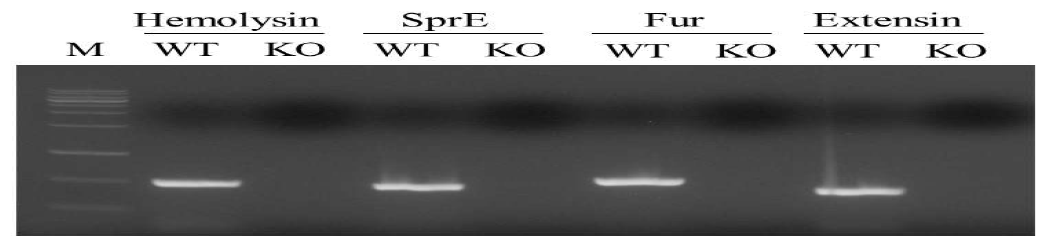 PCR verification of specific gene knockout in TM genome