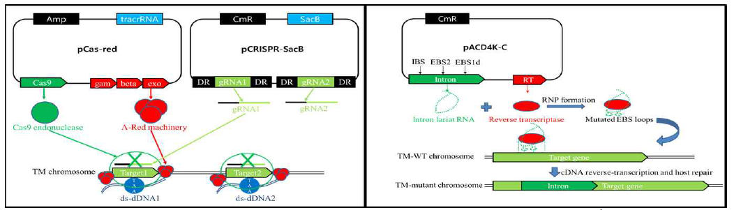 The scheme of the TM gene knockout experiment using CRISPR/Cas9 system