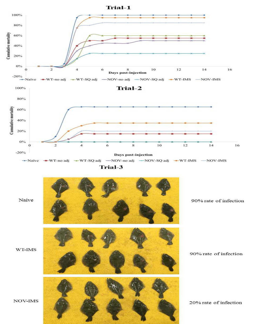 Vaccine efficacy evaluation of mono-valent TM live vaccines