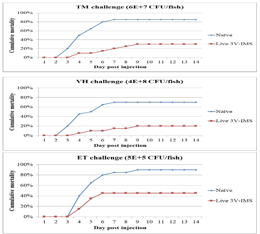 Vaccine efficacy evaluation of tri-valent TM live vaccines