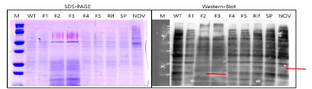 Proteomics and serological comparison amongst different TM strains