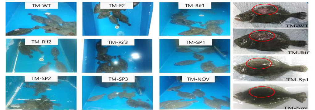 Virulence test result of different TM strain via IM injection challenge