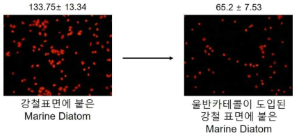 울반 카테콜 코팅 전후의 강철표면에 달라붙는 diatom 사진