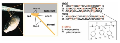 홍합족사에 포함된 단백질과 아미노산 구성, 접착성을 나타내는 부분(DOPA, Y)의 화학 구조식