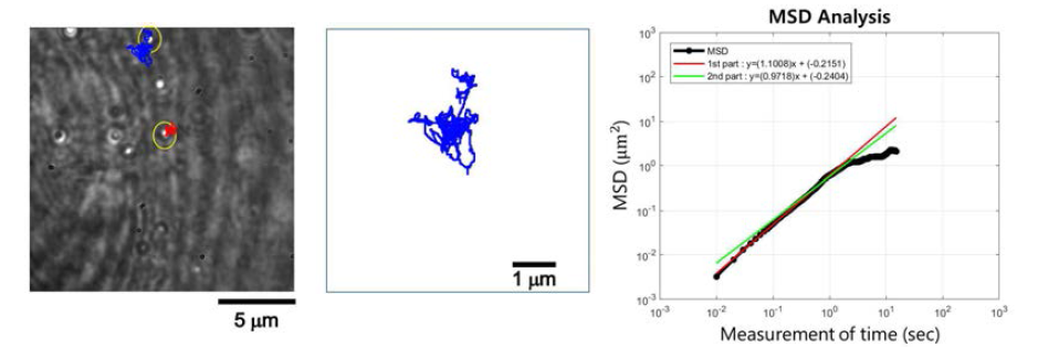 (좌) iSCAT 세포영상 및 입자 운동경로 (중) 확대한 운동경로 (우) MSD 분석