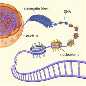 DNA 와 단백질의 복합체인 염색체 (chromosome)은 DNA의 단계적 접힘에 의해 형성되며 핵의 대부분을 차지한다