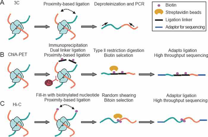 contact probability를 측정하는 capture technique의 예. 3C에서는 crosslink 후 근접한 사슬을 이어붙이고 (ligation), 단백질을 제거한 다음 PCR (polymerase chain reaction)이라는 DNA 증폭 기술로 연결된 부위를 찾는다. Hi-C에서는 biotin tag를 붙여서 수확한 후에 시퀀싱으로 접합부를 정확히 찾는다