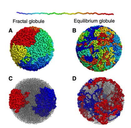 속박된 폴리머를 기술하는 두 모델, fractal (crumpled) globule과 equilibrium globule