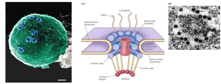 (좌) 세포핵의 EM image, (우) 핵공 (nuclear pore)의 개략도와 EM image