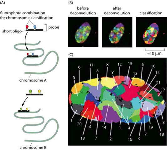 FISH 기술에 의한 염색체의 선택적 표지와 이를 통해 구한 염색체의 구획 (chromosome territory)