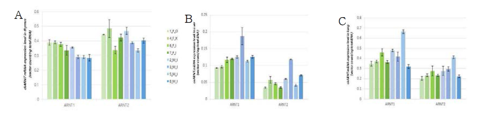 닭 배아의 면역기관인 흉선(A), 간(B), 폐(C)에서의 ARNT1, ARNT2의 mRNA의 닭 배아 개체별 발현양