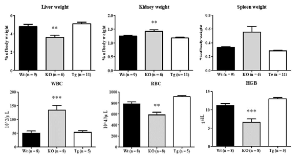 AHR의 발현을 제거한 쥐(KO) 와 AHR 만을 발현하는 자연형 쥐(Wt) 그리고 닭 AHR2만을 발현하도록 형질 도입한 쥐(Tg) 간의 기관 무게 차이와 혈액 조성 지표 값의 차이. WBC : 백혈구 수, RBC : 적혈구 수, HGB ; 헤모글로빈 수치. (*** ; p < 0.001, ** ; p<0.01, * ; p<0.05)