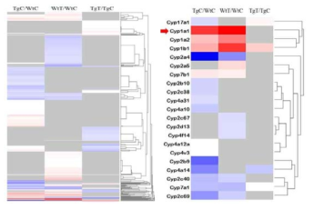 AHR 만을 발현하는 쥐 (Wt) 과 ckAHR2 만을 발현하는 쥐 (Tg) 간의 2,3,7,8-TBDD 투여(WtT, TgT) 와 비투여(WtC, TgC) 간의 유의적 발현 변화 전사체의 전사체의 히트맵 분석. 붉은색은 상향조절 발현, 파란색은 하향조절 발현함