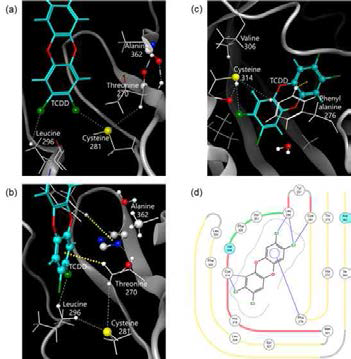 TCDD-결합 jcAHR2의 MD 시뮬레이션에서의 상호작용 아미노산. Ala362(a와 b)와 Val306(c)의 잔기을 둘러싼 0.2kcal/mol 이상의 상호작용이 표시됨. (C-H-π 상호작용: 노랑; 수소결합: 파랑) TCDD 반경 4.5Å 이내의 아미노산은 (d)로 나타냄. (Ala362와 Val306: 파랑원; 상호작용: 파랑선; 방향성 상호작용: 파란점선; 베타시트: 노랑; 알파나선: 빨강; 벨트: 초록; LBP: 회색점선)