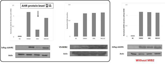리간드(3MC) 처리시에 E3 리가아제 MIB2에 의해 ckAHR1 단백질 발현의 감소