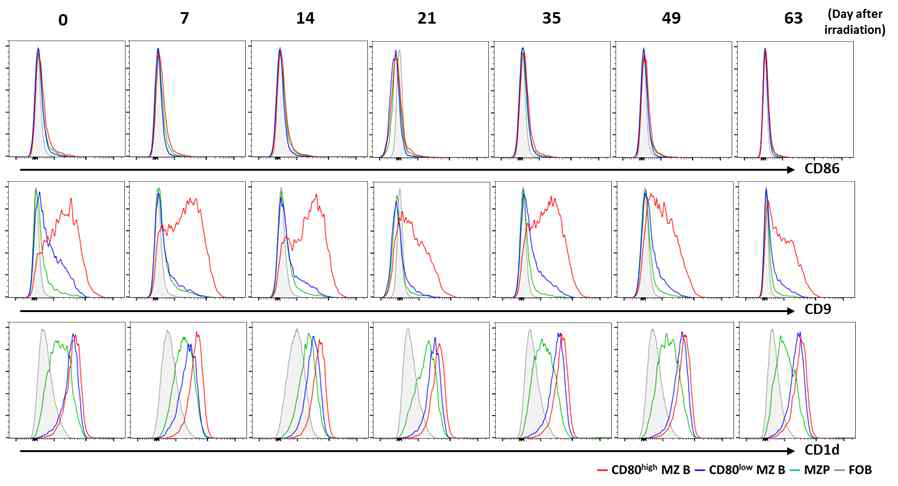 Surface proteins of CD80high MZ B cells were maintained after irradiation