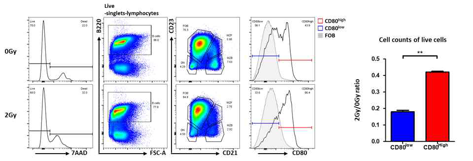 CD80high MZ B cells survived after in vitro irradiation