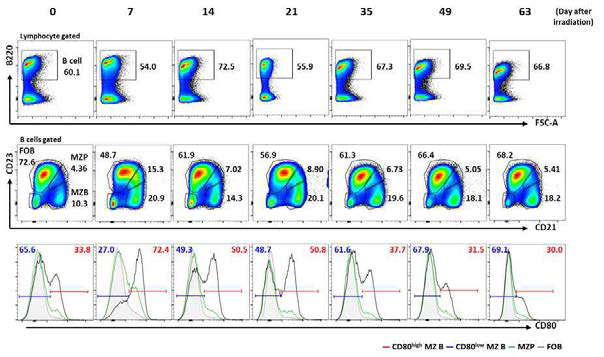 The proportion of CD80high MZ B cells increases upon irradiation