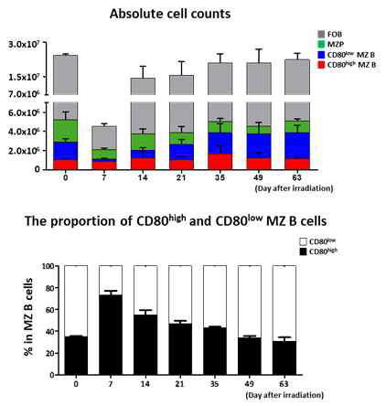 Cell number of CD80high MZ B cells maintains after irradiation