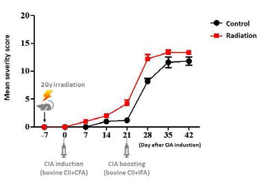 Collagen-induced arthritis accelerated upon irradiation