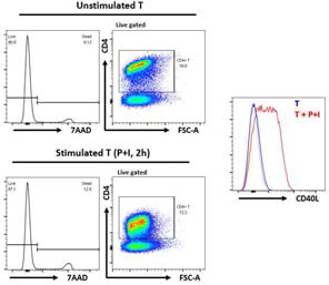 CD40L expression of activated CD4+ T cells