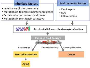 텔로미어 단축(Shortening)의 원인 및 결과
