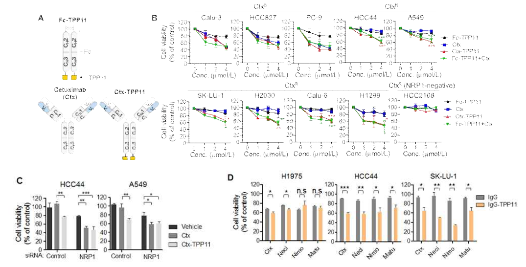 기존에 FDA 승인을 받은 항-EGFR 항체와 선정된 최적화 펩타이드를 활용한 mAb-TPP 융합항체 개발과 항-EGFR 항체에 저항성을 보이는 종양에서 in vitro 항암효과 비교