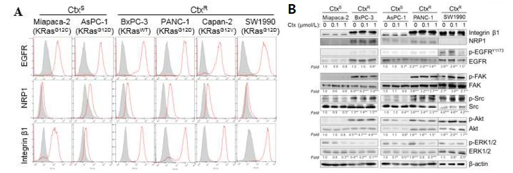 항-EGFR 항체인 세툭시맵 (Cetuximab, Ctx)에 대해 선천적 저항성을 가지는 췌장암 세포주의 특징 비교