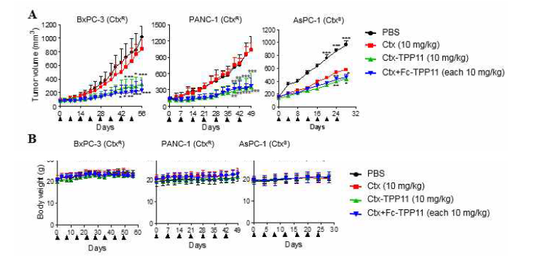 Ctx-TPP11 융합항체의 마우스 xenograft 모델에서 종양성장 억제능 평가