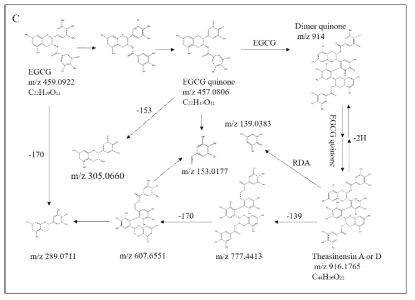 Characterization of EGCG photo-oxidative metabolites. Based on MS/MS fragments of photosensitizer-induced oxidation products of EGCG, possible mechanism for formation of EGCG photo-oxidative metabolites are proposed