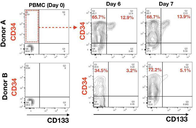 2명의 PBMC 공여자로 부터 추출된 소량의 HSC를 in vitro에서 증식 후 HSC의 증식 확인(flow cytometry 분석 결과)