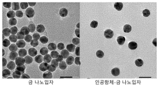 금 나노입자와 어피바디-금 나노입자 복합체 TEM 이미지