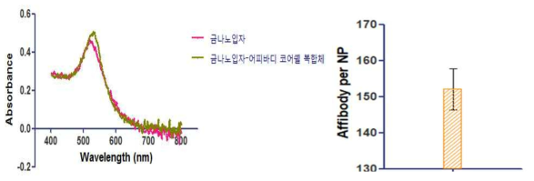 금나노입자 및 금나노입자-어피바디 UV-Vis 결과와 금나노입자 표면에 결합한 어피바디 수