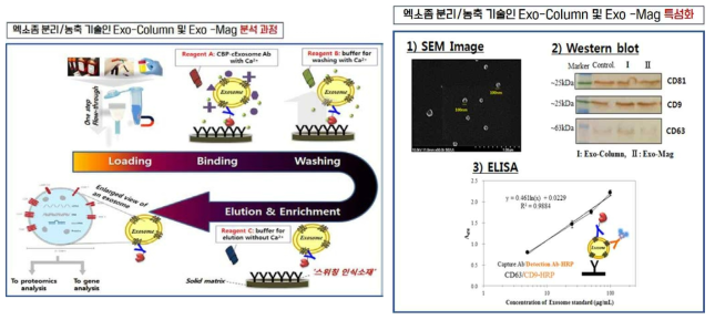 엑소좀 분리/농축 시스템 모식도(왼쪽) 및 분리된 엑소좀의 특성화 결과(오른쪽)
