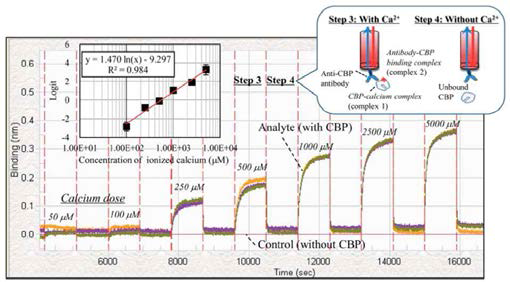 비표지센서 기반 Ca2+이온 농도에 따른 부착 및 탈착반응 확인