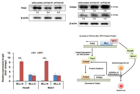 MLL-TET1 융합 단백질에 의해 조절되는 Trib2, Cepba관련 기작