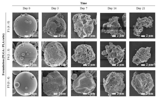 고분자 비율 (PLGA:PLA)에 따른 미세결정 탑재 고분자 미세구의 경시적인 형태 변화 양상