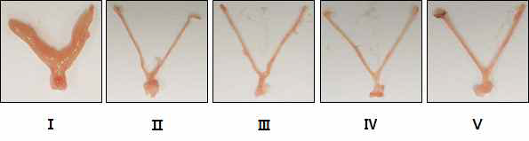 Appearance of uterus in experimental groups. Data are expressed as a means ± S.D. (n = 8 per group). Different corresponding letters indicate significant differences at ###, p < 0.001 vs. the Sham group by Student t-test