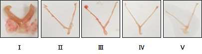 Appearance of uterus in experimental groups. Data are expressed as a means ± S.D. (n = 8 per group). Different corresponding letters indicate significant differences at #, p < 0.05 vs. the Sham group; ###, p < 0.001 vs. the Sham group; *, p < 0.05 vs. the OVA group by Student t-test