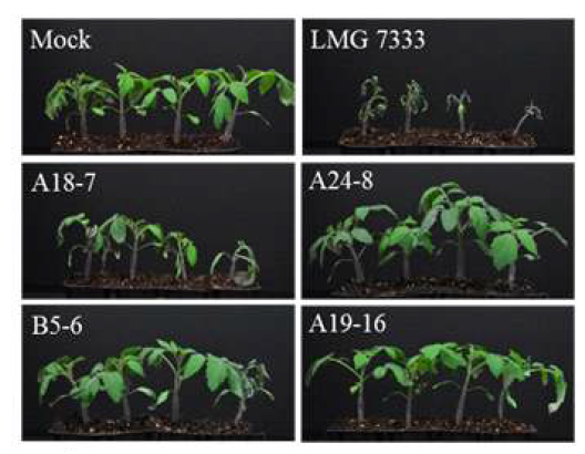 담배 식물에서 과민성 반응을 일으키지 못하는 돌연 변이 균주의 토마토 식물 접종 결과