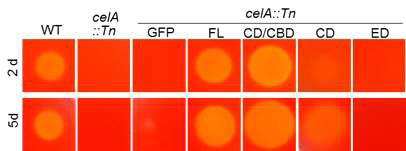 CelA의 domain들의 cellulase activity