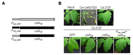 celA를 과발현시킨 Cs 균주들을 이용한 토마토 식물에서의 병생성 유도