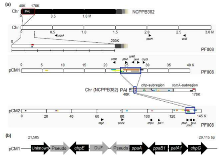 Cm strain NCPPB382와 Cc strain PF008의 병원성 인자의 위치