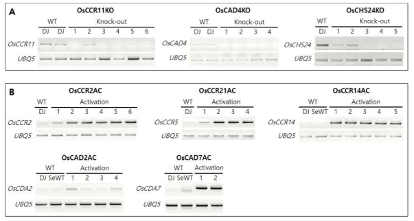 RT-PCR analysis of knock-out and activation mutant plants of OsCCR, OsCAD and OsCHS genes. (A) Knock-out mutant plants. (B) Activation mutant plants