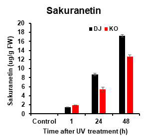 Profiling of sakuranetin contents in OsCHS24KO mutant plants after UV-irradiation