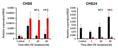 Real-time PCR analysis of OsCHS24 and OsCHS8 expression in UV-treated OsCHS24KO mutant plants. DJ; Dongjin wild-type, KO; OsCHS24 knock-out mutants