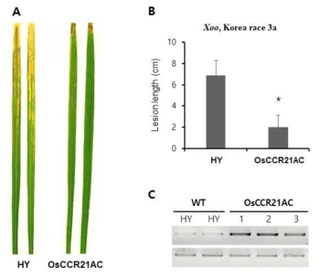 Resistant phenotype of the activation mutant OsCCR21AC against Xoo infection. (A) Leaf phenotype of wild-type (HY) and OsCCR21AC mutant plants 14 days after Xoo infection. (B) Lesion development on wild-type and OsCCR21AC mutant plants 14 days after Xoo infection. (C) RT-PCR analysis of OsCCR21 overexpression in OsCCR21AC mutant plants