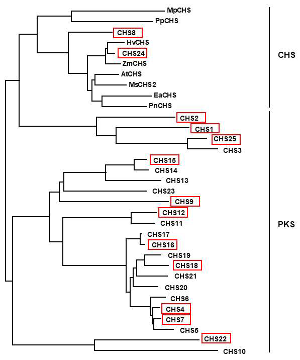 Phylogenetic analysis of OsCHSs. Red boxes indicate the cloned OsCHS genes from various rice tissues.