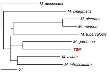 TSM 및 비교 균주들의 전체 유전체 염기서열을 alignment한 후 형성된 matrix를 TreeViewX 프로그램으로 가시화한 계통수 그림