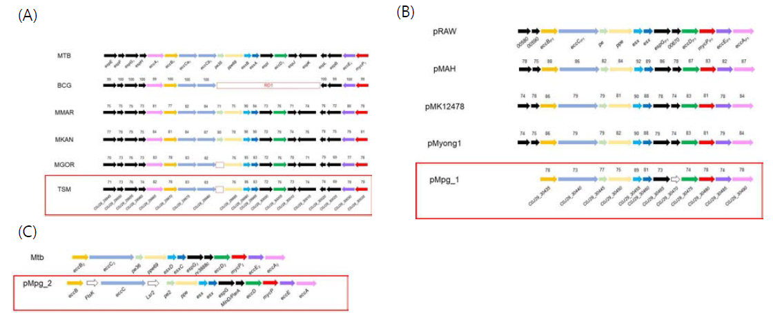 TSM 유전체에서 확인 된 ESX locus를 다른 마이코박테리아의 유전체와 비교, 나열한 모식도. (A) 염색체에 존재하는 ESX-1 locus. (B) 플라스미드 1에 존재하는 ESX locus. (C) 플라스미드 2에 존재하는 ESX locus